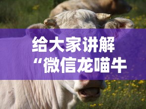 给大家讲解“微信龙喵牛牛有挂吗”原来有神器下载